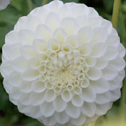 Dlia Ball 'White Mark'